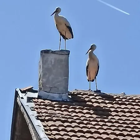 Дом отдыха пантови